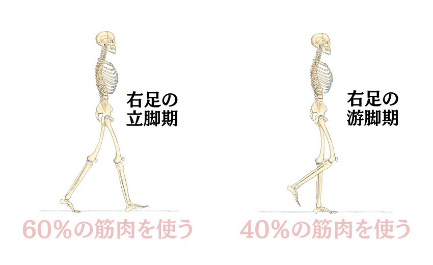 立脚期に使う筋肉は60％・遊脚期に使う筋肉は40％