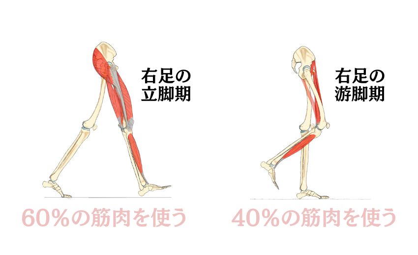 立脚期に使う筋肉は60％・遊脚期に使う筋肉は40％