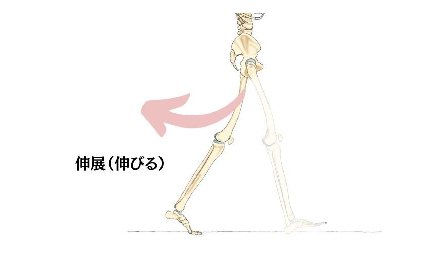 股関節伸展（伸びる）